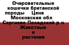 Очаровательные кошечки британской породы  › Цена ­ 3 000 - Московская обл., Сергиево-Посадский р-н Животные и растения » Кошки   . Московская обл.